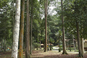 Hutan Lipur Bukit Panchor