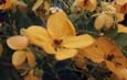 Bunga Cassia Biflora