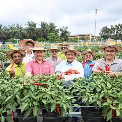 Harvest Pokok Cili Di Pph Padang Chempedak 10