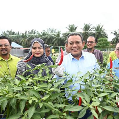 Harvest Pokok Cili Di Pph Padang Chempedak 2