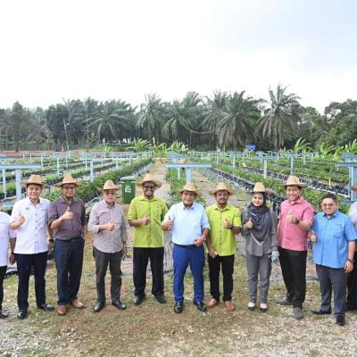 Harvest Pokok Cili Di Pph Padang Chempedak 3