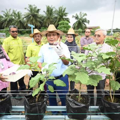 Harvest Pokok Cili Di Pph Padang Chempedak 5