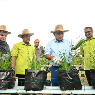Harvest Pokok Cili Di Pph Padang Chempedak 6