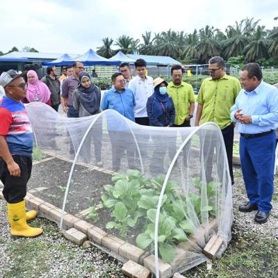 Harvest Pokok Cili Di Pph Padang Chempedak 8