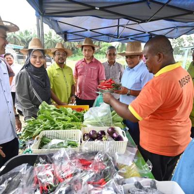 Harvest Pokok Cili Di Pph Padang Chempedak 9